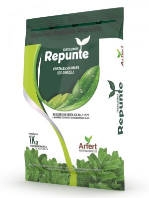 REPUNTE